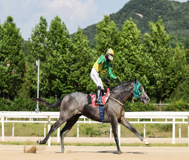 24년6월16일 농림축산식품부장관배 우승마 석세스백파