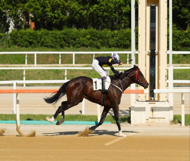 25년5월25일 스포츠경향배 원평스톰과 임다빈 기수 결승선 통과 모습
