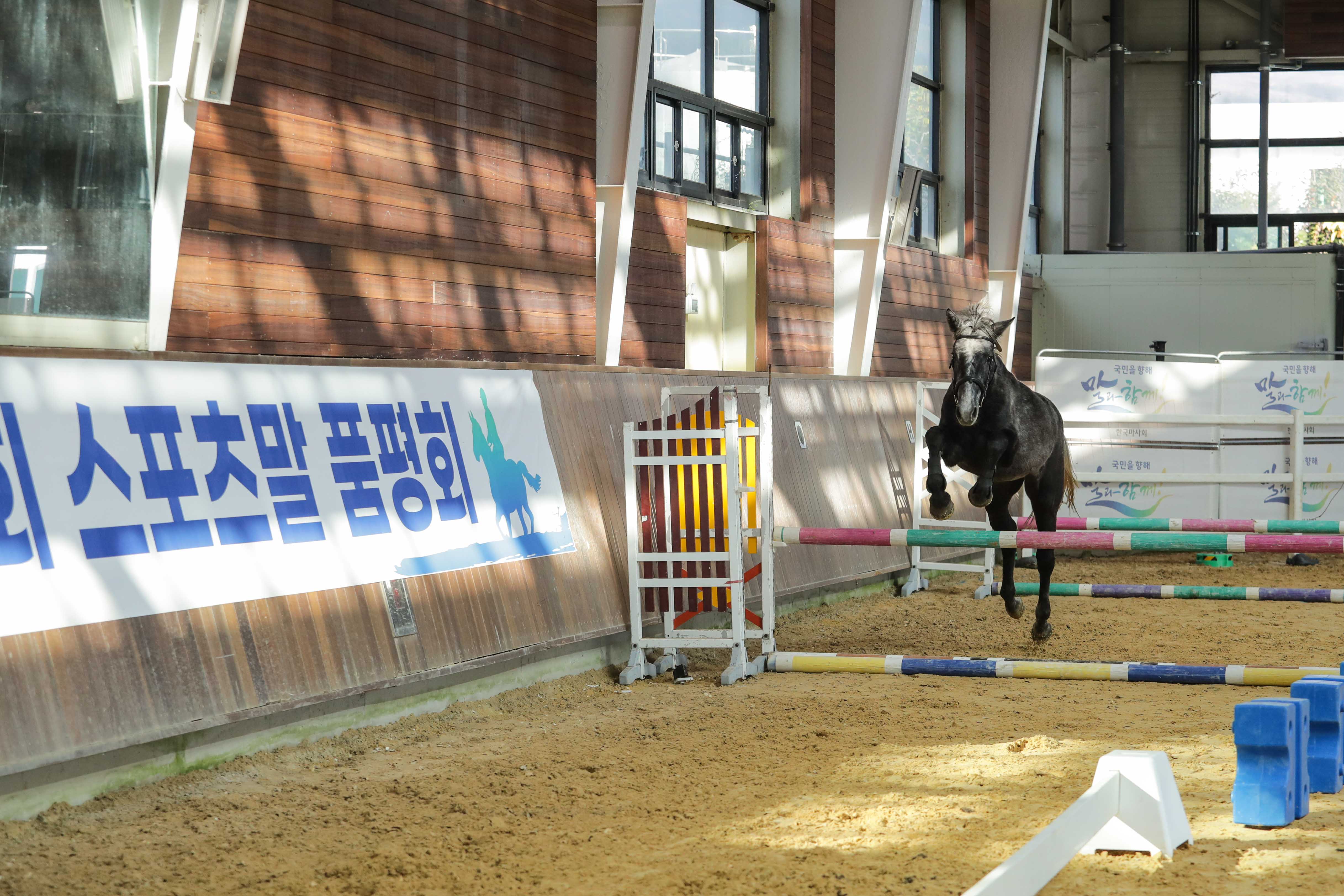  품평회 및 어린말 승마대회