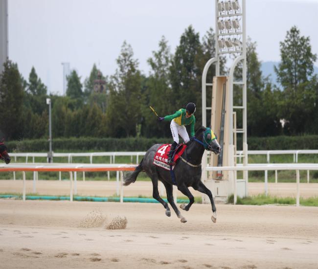 25년8월3일 kra컵 클래식 우승마 석세스백파 25년8월3일 kra컵 클래식 우승마 석세스백파