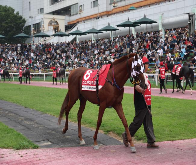 25년8월3일 kra컵 클래식 출전마 디스파이트윈