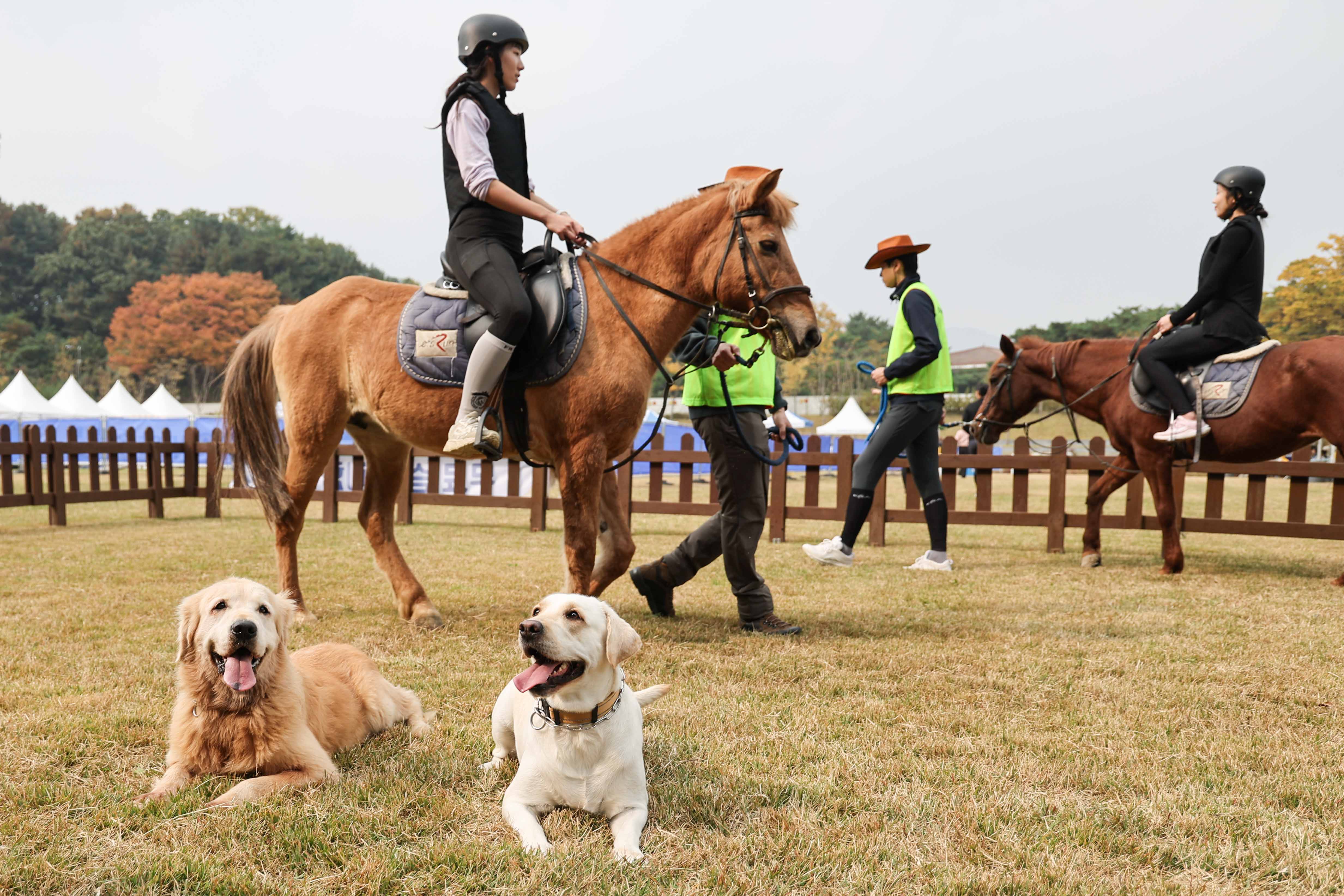 가을승마주간 펫페어와 함께한 도심승마체험 가을승마주간 펫페어와 함께한 도심승마체험