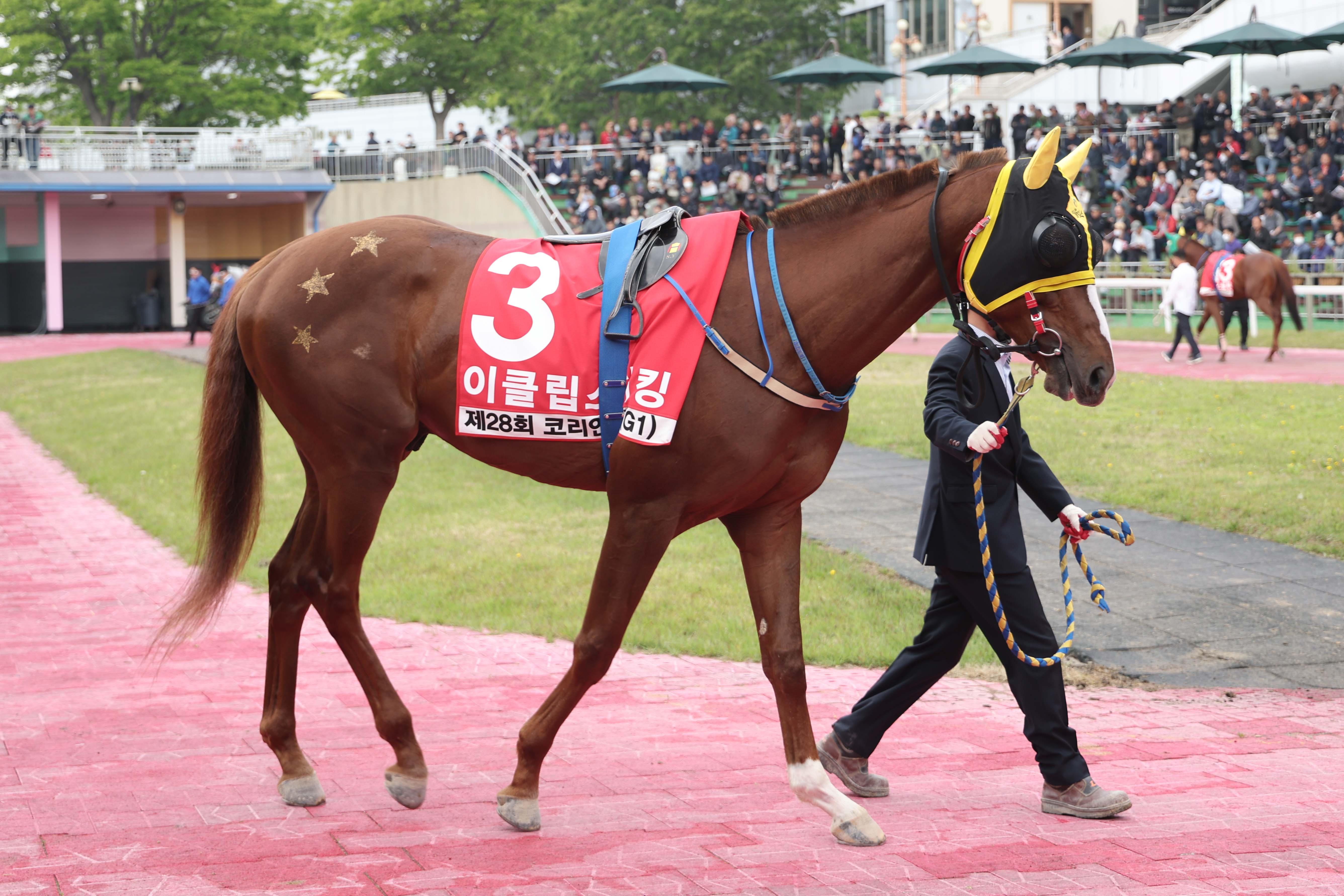  25년5월11일 코리안더비이클립스더킹