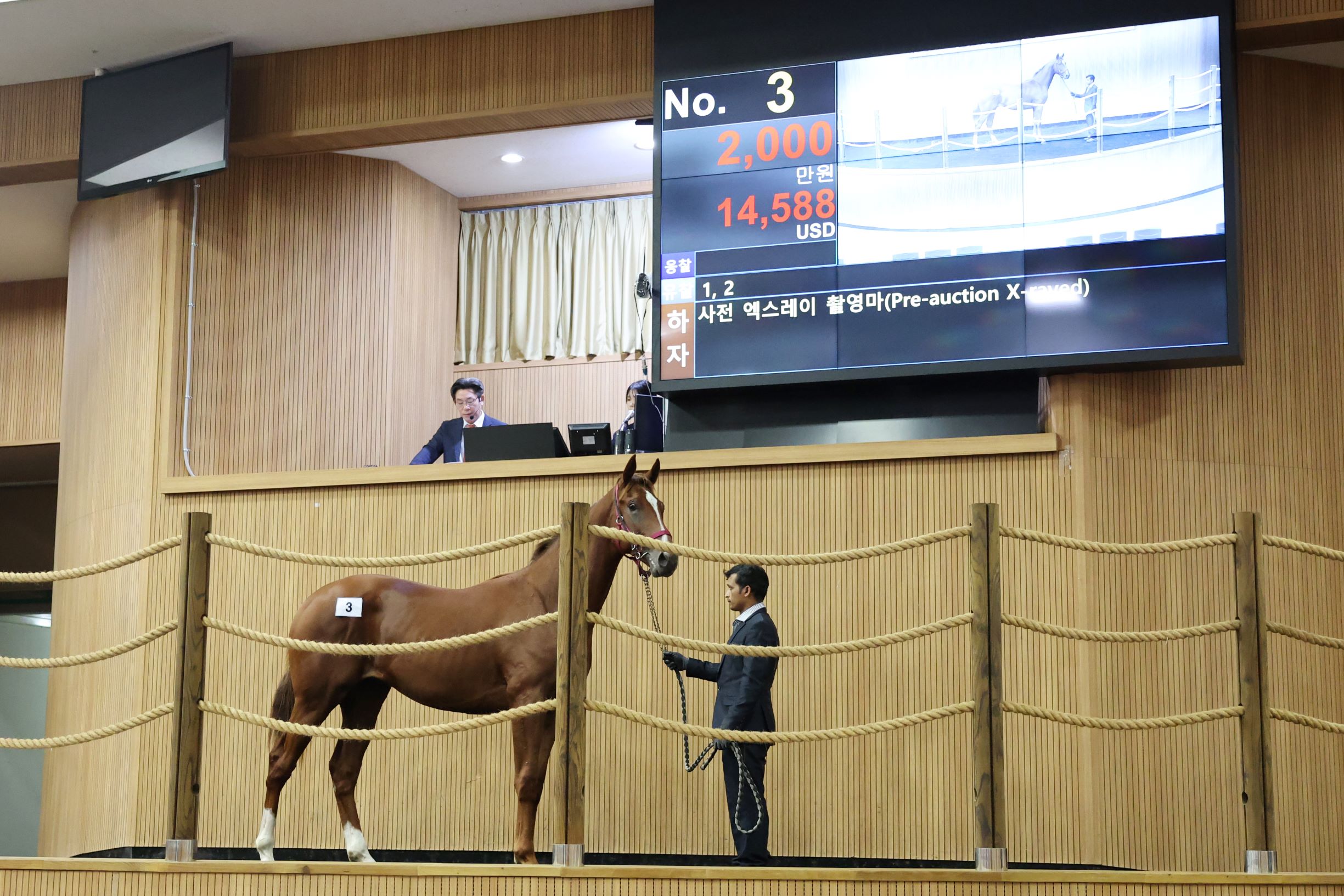 경주마 경매 사진은 2024년 경매 장면 경주마 경매 사진은 2024년 경매 장면
