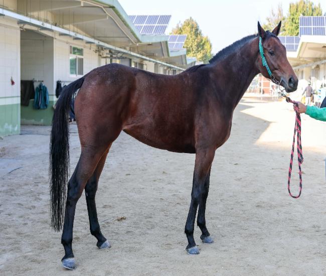 토호마켓 토호마켓