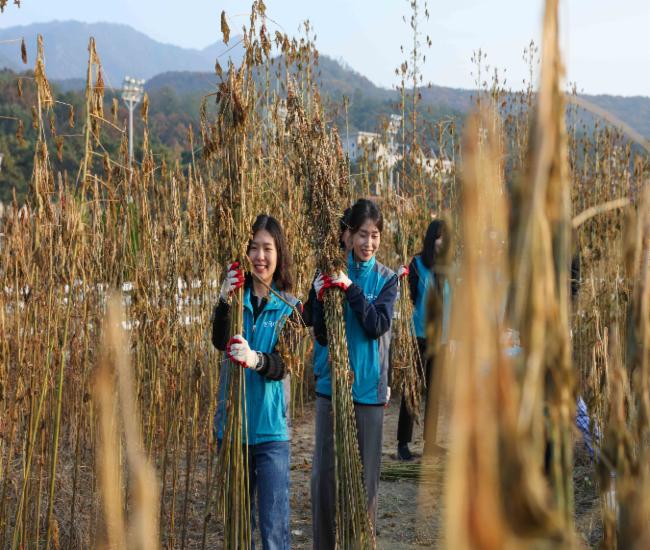 한국마사회 케나프 수확 행사 한국마사회 케나프 수확 행사