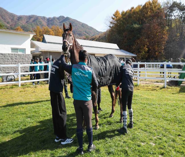 봉사자들이 융카(20세) 말상태를 확인하고 있다 봉사자들이 융카(20세) 말상태를 확인하고 있다